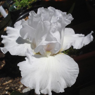 Catch a Cloud (Blyth, 1999)